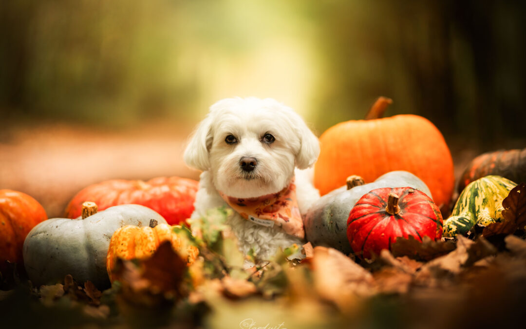 Mini-séances d&rsquo;automne