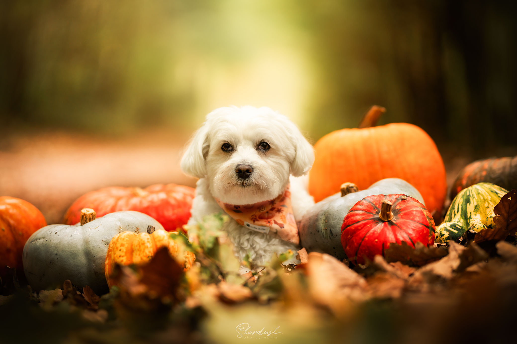 Mini-séances d’automne